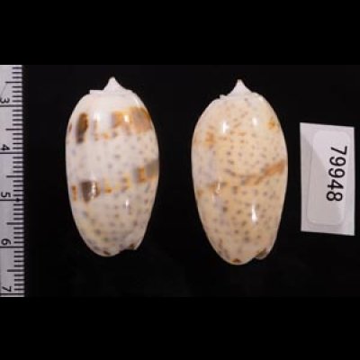 フタオビセキトリマクラ Oliva bulbosa bicingulata var.fig.2