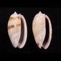 フタオビセキトリマクラ