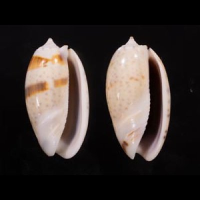 フタオビセキトリマクラ Oliva bulbosa bicingulata var.fig.1
