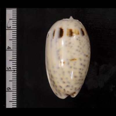 画像2: フタオビセキトリマクラ