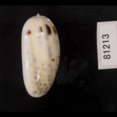 画像3: フタオビセキトリマクラ