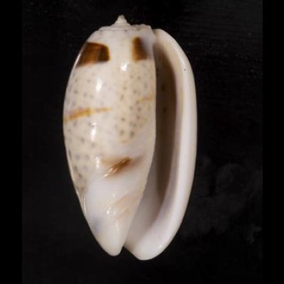 画像1: フタオビセキトリマクラ