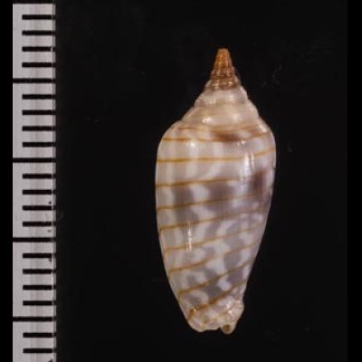 イトマキチョウチンフデ Imbricaria conularisfig.2