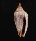 Imbricaria conularis イトマキチョウチンフデ