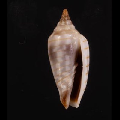 イトマキチョウチンフデ Imbricaria conularisfig.1