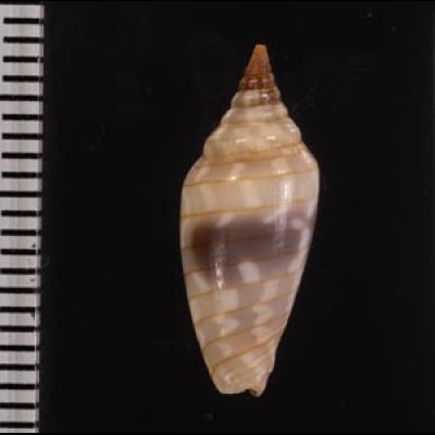 イトマキチョウチンフデ Imbricaria conularisfig.2