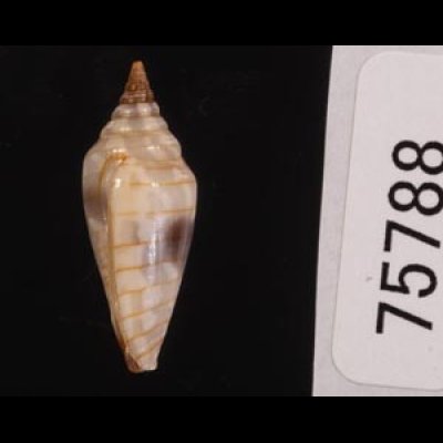 イトマキチョウチンフデ Imbricaria conularisfig.3