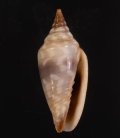 Imbricaria conularis イトマキチョウチンフデ