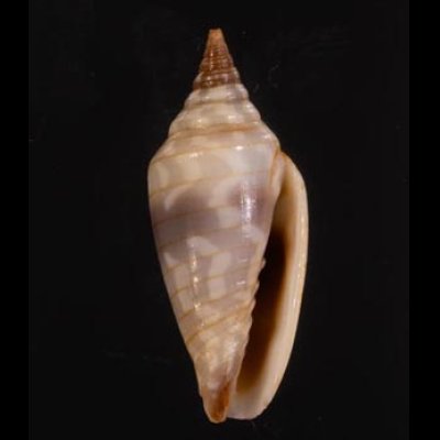 イトマキチョウチンフデ Imbricaria conularisfig.1