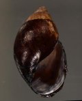 Stenostylus nigrolimbatus マルクロサラサマイマイ (仮称)