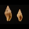 Austromitra capensis ケープツクシ (仮称)