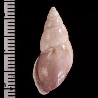 トリマミカンマイマイ (仮称) Drymaeus sp.fig.2