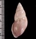 トリマミカンマイマイ (仮称) Drymaeus sp.fig.2