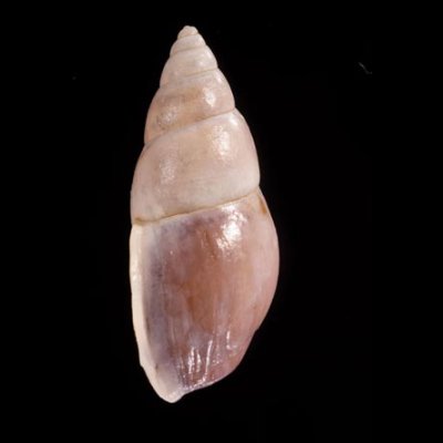 トリマミカンマイマイ (仮称) Drymaeus sp.fig.3