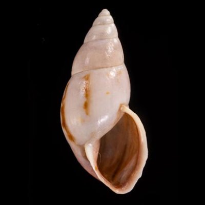 トリマミカンマイマイ (仮称) Drymaeus sp.fig.1