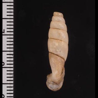 バベワニグチギセル (仮称) Tropidauchenia bavayifig.2