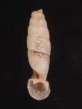 Tropidauchenia bavayi バベワニグチギセル (仮称)