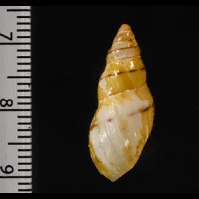 ムラミカンマイマイの仲間 未詳 Drymaeus sp.fig.2