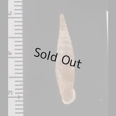 アフロディテギセル (仮称) Albinaria hippolyti aphroditefig.2