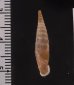 アフロディテギセル (仮称) Albinaria hippolyti aphroditefig.2