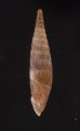 アフロディテギセル (仮称) Albinaria hippolyti aphroditefig.3
