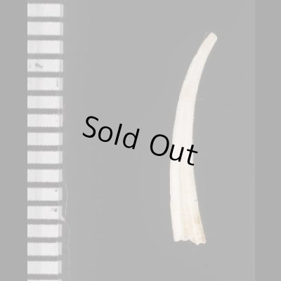 画像2: ツメツノガイ