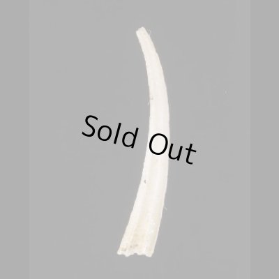 画像1: ツメツノガイ