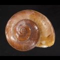 ハンフレージャングルマイマイ (仮称)