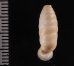 コヅツヤマイトカケガイ (仮称) Urocoptis brevis columnafig.2