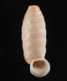 コヅツヤマイトカケガイ (仮称) Urocoptis brevis columnafig.1