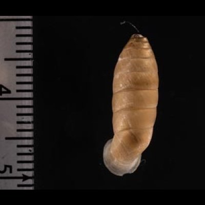 コヅツヤマイトカケガイ (仮称) Urocoptis brevis columnafig.2