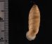 コヅツヤマイトカケガイ (仮称) Urocoptis brevis columnafig.2