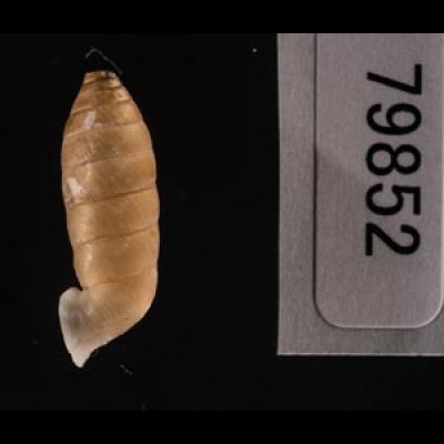 コヅツヤマイトカケガイ (仮称) Urocoptis brevis columnafig.3