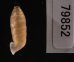 コヅツヤマイトカケガイ (仮称) Urocoptis brevis columnafig.3