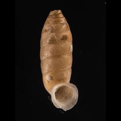 コヅツヤマイトカケガイ (仮称) Urocoptis brevis columnafig.1