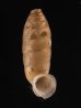 コヅツヤマイトカケガイ (仮称) Urocoptis brevis columnafig.1