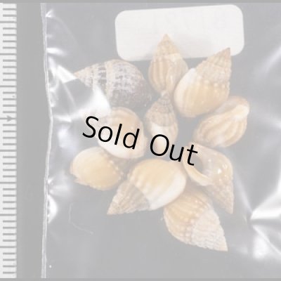 画像2: タウンズビルムシロ