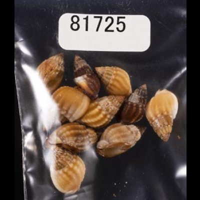 画像1: タウンズビルムシロ