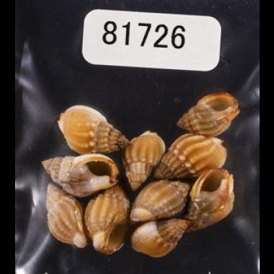 画像1: タウンズビルムシロ