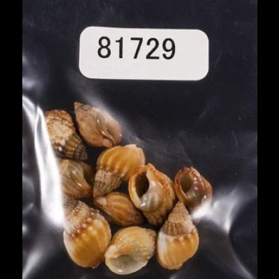 画像1: タウンズビルムシロ