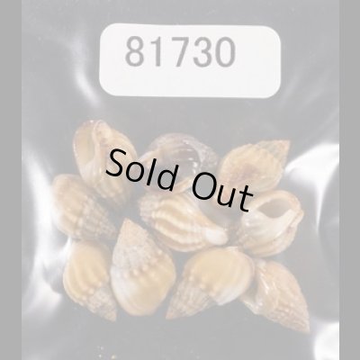 画像1: タウンズビルムシロ