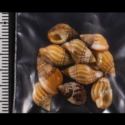 画像2: タウンズビルムシロ