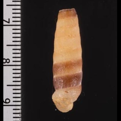 チャオビハイチオオサナギ (仮称) Archegocoptis crenatafig.2