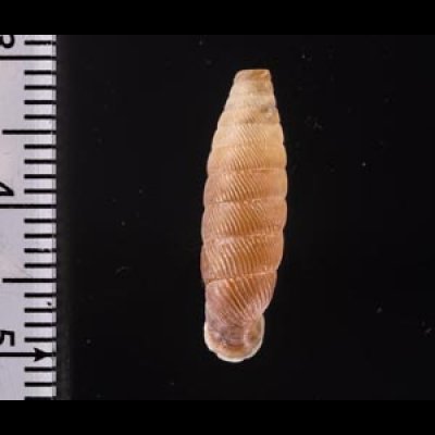 コガタビナルヤマイトカケ (仮称) Nodulia vignalensis pallensfig.2