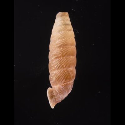 コガタビナルヤマイトカケ (仮称) Nodulia vignalensis pallensfig.3