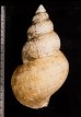 オオエッチュウバイ Buccinum tenuissimumfig.2