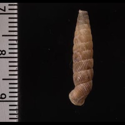 ポイヤナパイプガイ Cochlodinella poeyanafig.2