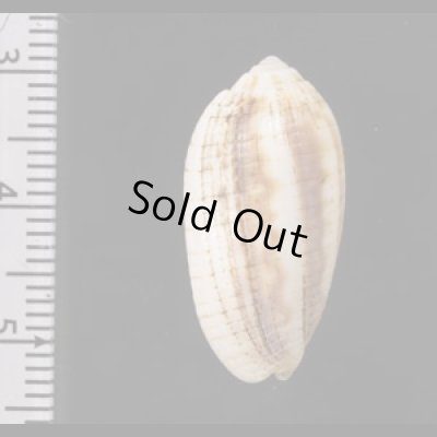 画像2: ヒメイモフデ