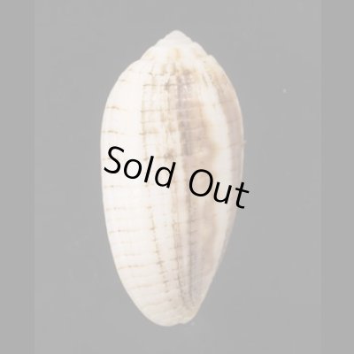 画像3: ヒメイモフデ