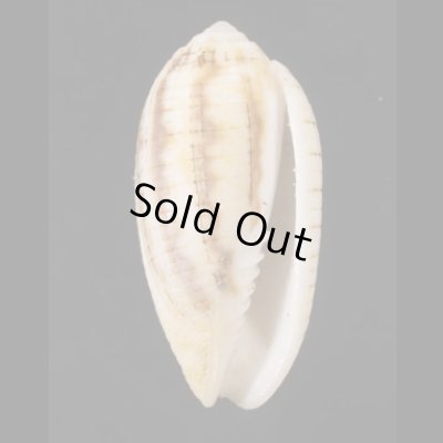 画像1: ヒメイモフデ